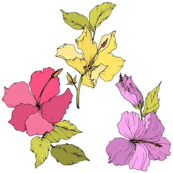 Fiore Botanico Floreale Vettoriale Hibiscus Estate Esotica Delle Hawaii Tropicali — Vettoriale Stock