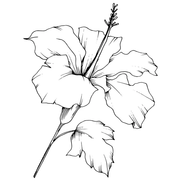 矢量芙蓉花植物花 异国情调的热带夏威夷夏季 黑白雕刻水墨艺术 白色背景上的孤立芙蓉插图元素 — 图库矢量图片
