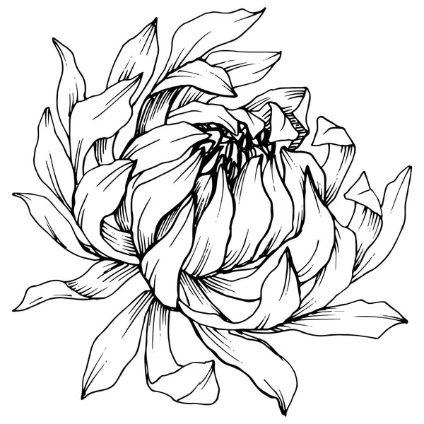 Wektor Chryzantema kwiatowy kwiaty botanicznych. Czarno-białe grawerowane sztuki atramentu. Element ilustracja kwiat na białym tle. — Wektor stockowy