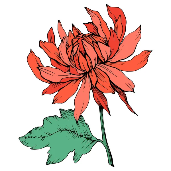 Vector Red Chrysanthemum flores botánicas florales. Arte de tinta grabada. Elemento de ilustración de flores aisladas . — Archivo Imágenes Vectoriales