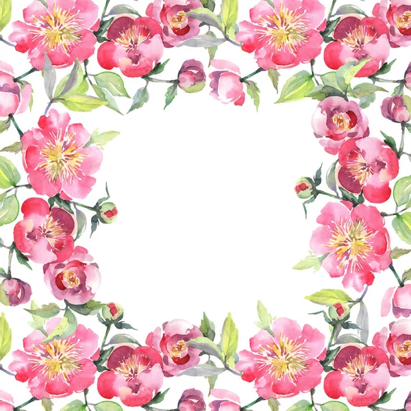 Buquê de peônia rosa flores botânicas florais. Conjunto de ilustração de fundo aquarela. Quadro borda ornamento quadrado . — Fotografia de Stock