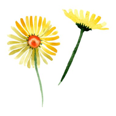 Sarı papatya botanik çiçek. Suluboya arka plan illüstrasyon küme. İzole daisybushes illüstrasyon öğesi.