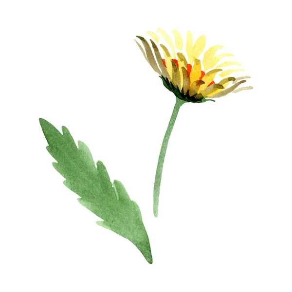 Κίτρινη μαργαρίτα floral βοτανικό λουλούδι. Ακουαρέλα φόντο εικόνα σύνολο. Απομονωμένες daisybushes εικονογράφηση στοιχείο. — Φωτογραφία Αρχείου