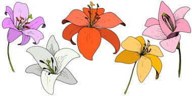 Vektör Lily botanik çiçek. Beyaz arka plan üzerinde oyulmuş mürekkep sanat. İzole lilyum illüstrasyon öğesi.