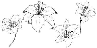 Vektör Lily botanik çiçek. Beyaz arka plan üzerinde oyulmuş mürekkep sanat. İzole lilyum illüstrasyon öğesi.