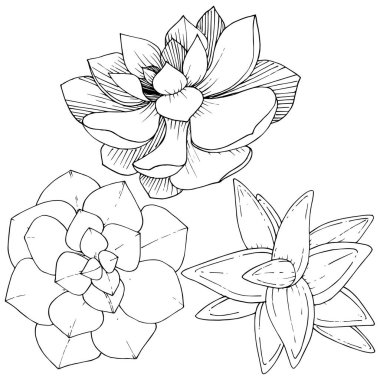 Vektör Succulents botanik çiçek. Siyah ve beyaz mürekkep sanat kazınmış. İzole succulents illüstrasyon öğesi.