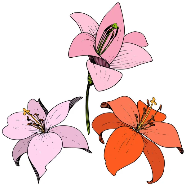 Vektor Lily floral botani bunga. Seni tinta yang terukir di latar belakang putih. Unsur ilustrasi lilium yang terisolasi . - Stok Vektor