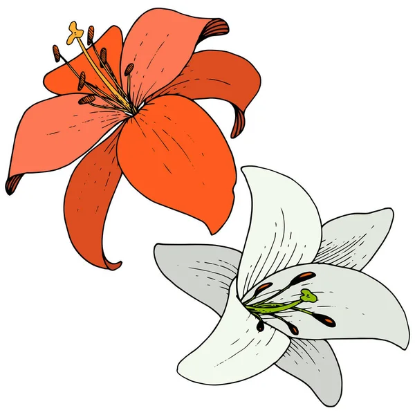 Vector Red and white Lily floral botanical flower. Engraved ink art. Isolated lilium illustration element. — Stock Vector