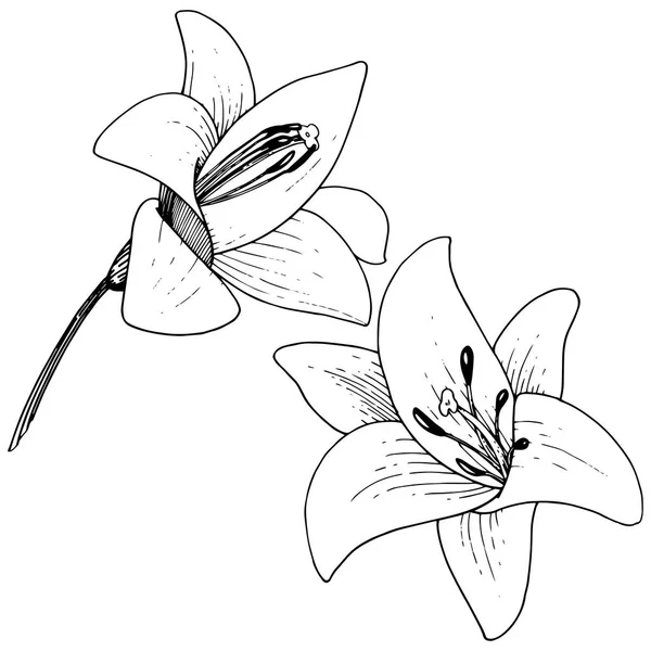 Vettore Giglio fiore botanico floreale. Incisione a inchiostro su sfondo bianco. Elemento isolante di illustrazione del lilium . — Vettoriale Stock