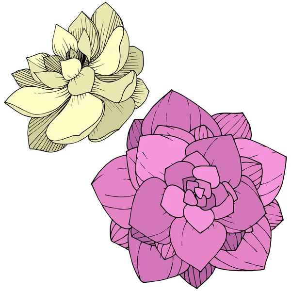 Vecteur Succulents floraux fleur botanique. de l'encre gravée. Elément d'illustration succulents isolés sur fond blanc . — Image vectorielle