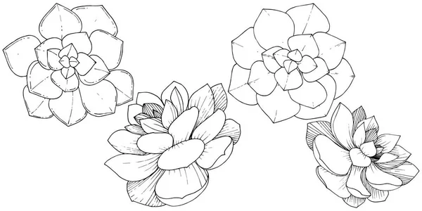 Wektor sukulenty botaniczny kwiat kwiatowy. Czarno-białe grawerowane sztuki atramentu. Element ilustracja na białym tle sukulenty. — Wektor stockowy