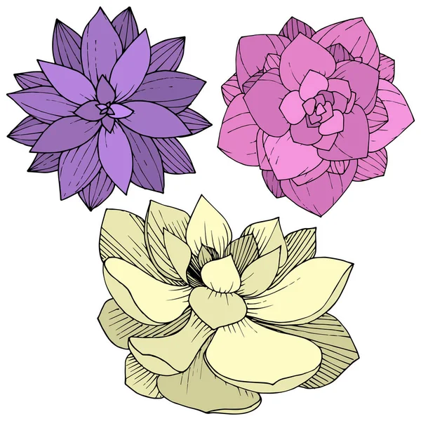 Vector Suculentas flor botánica floral. Arte de tinta grabada. Elemento ilustrativo de suculentas aisladas . — Vector de stock