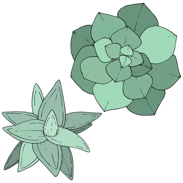 Vector zöld succulents virágos botanikus virág. graved tinta művészet. Izolált pozsgások illusztrációs elem. — Stock Vector