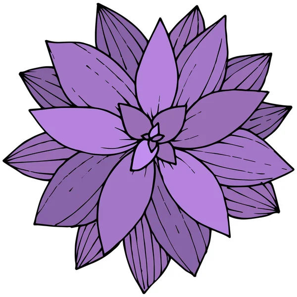 Vettore Violetta Succulente fiore botanico floreale. arte dell'inchiostro inciso. Elemento illustrativo di succulente isolate . — Vettoriale Stock