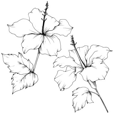 Vektör Hibiscus çiçek botanik çiçek. Siyah ve beyaz mürekkep sanat kazınmış. İzole hibiscus illüstrasyon öğesi.