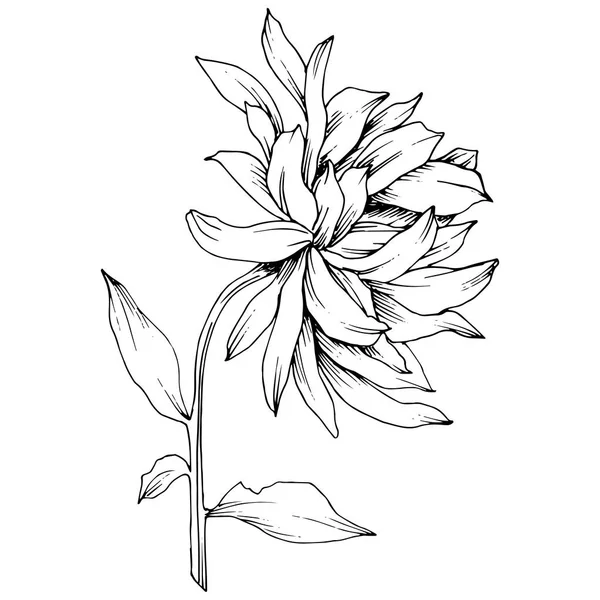 Vektor Chrysanthemen Blumen botanischen Blumen. Schwarz-weiß gestochene Tuschekunst. isolierte Blume Illustration Element. — Stockvektor