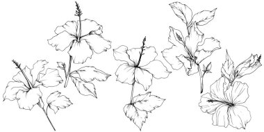 Vektör Hibiscus çiçek botanik çiçek. Siyah ve beyaz mürekkep sanat kazınmış. İzole hibiscus illüstrasyon öğesi.