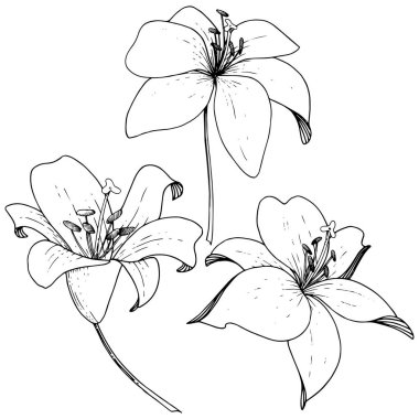 Vektör Lily botanik çiçek. Beyaz arka plan üzerinde oyulmuş mürekkep sanat. İzole lilyum illüstrasyon öğesi.