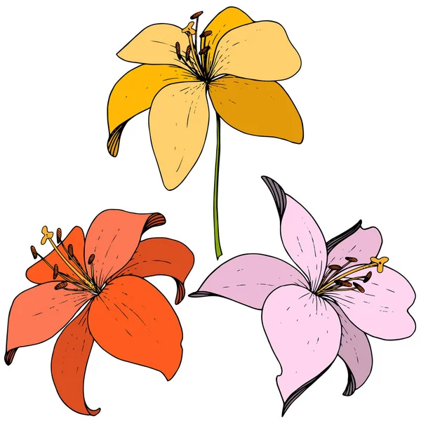 Vektor Lily floral botani bunga. Seni tinta yang terukir di latar belakang putih. Unsur ilustrasi lilium yang terisolasi . - Stok Vektor