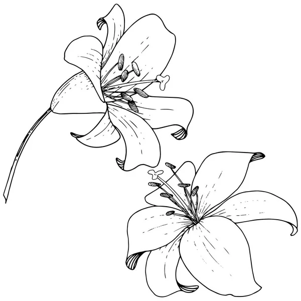 Vettore Giglio fiore botanico floreale. Incisione a inchiostro su sfondo bianco. Elemento isolante di illustrazione del lilium . — Vettoriale Stock