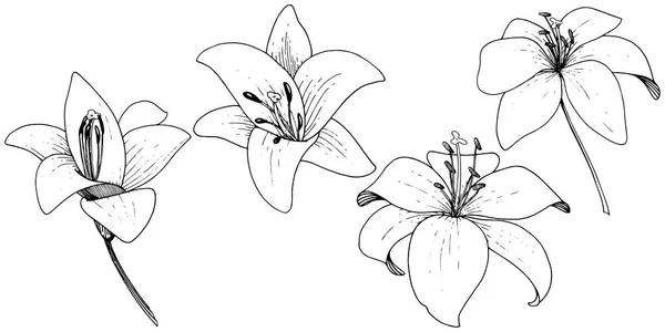 Vector Lily fleur botanique florale. Encre gravée sur fond blanc. Élément d'illustration isolé de lilium . — Image vectorielle