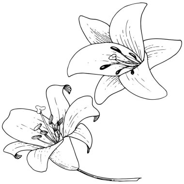 Vektör Lily botanik çiçek. Beyaz arka plan üzerinde oyulmuş mürekkep sanat. İzole lilyum illüstrasyon öğesi.