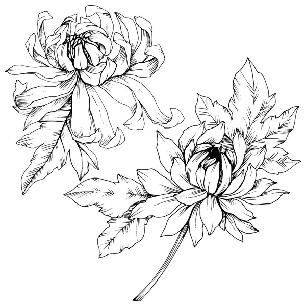 Vektor Krisantemum bunga botani flora. Seni tinta berukiran hitam dan putih. Unsur ilustrasi bunga yang terisolasi . - Stok Vektor