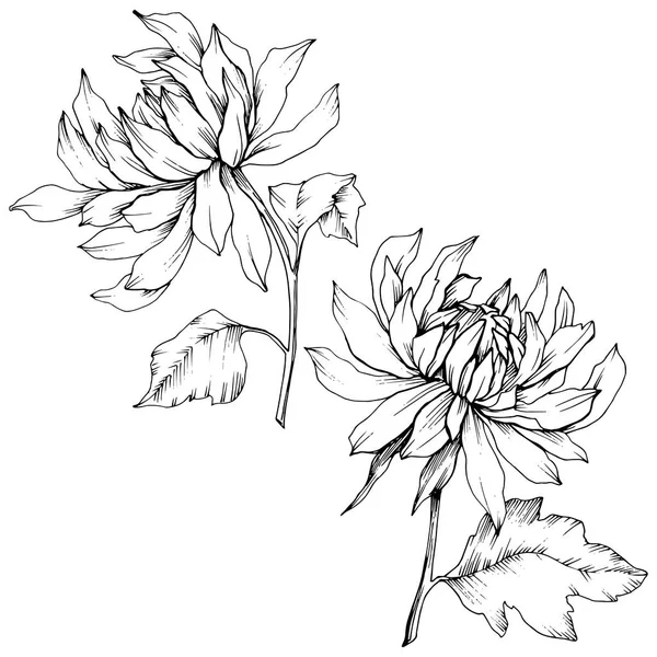Vector Chrysanthemum flores botánicas florales. Tinta grabada en blanco y negro. Elemento de ilustración de flores aisladas . — Archivo Imágenes Vectoriales