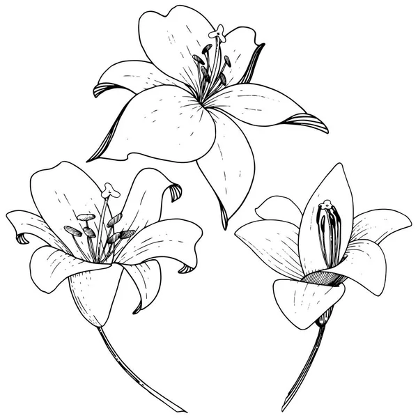 Vector Lily flor botânica floral. Tinta gravada sobre fundo branco. Elemento de ilustração de lílio isolado . —  Vetores de Stock