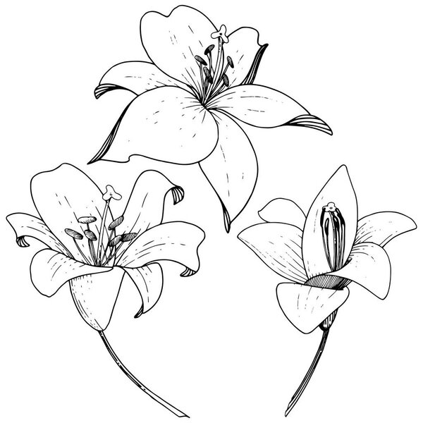 Векторный цветочный ботанический цветок Лили. Гравировка чернил на белом фоне. Изолированный элемент иллюстрации лилия
.