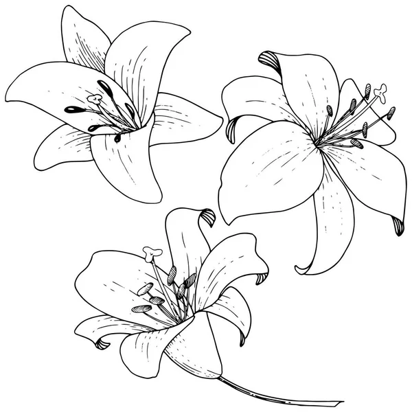 Διάνυσμα floral βοτανικό λουλούδι κρίνων. Τέχνη χαραγμένο μελάνι σε λευκό φόντο. Απομονωμένη lilium εικονογράφηση στοιχείο. — Διανυσματικό Αρχείο