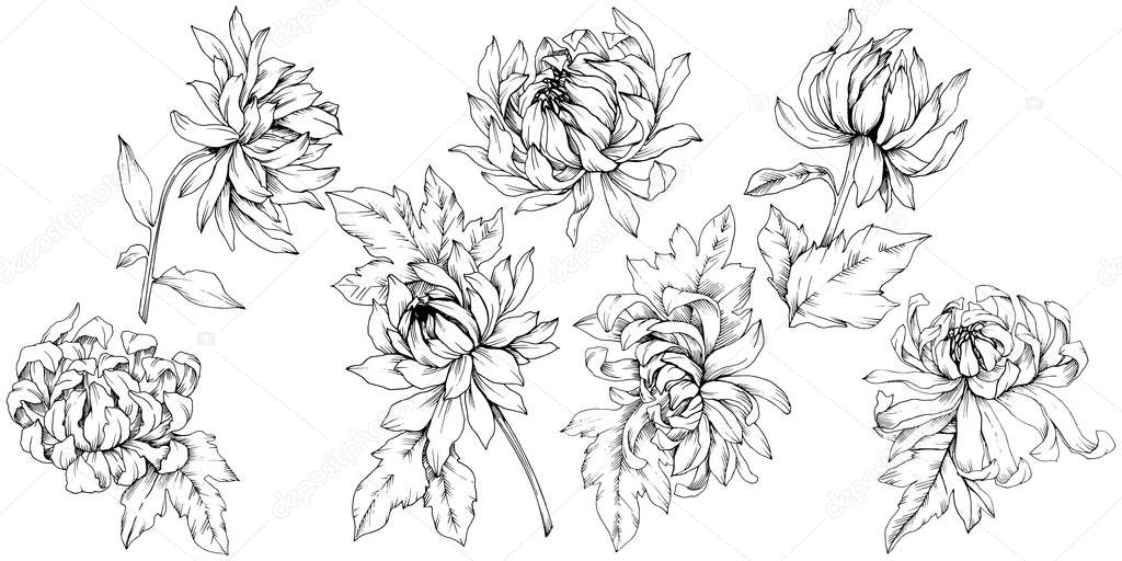 Vector Chrysanthemum floral botanical flowers. Black and white engraved ink art. Isolated flower illustration element.