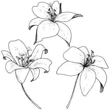 Vektör Lily botanik çiçek. Beyaz arka plan üzerinde oyulmuş mürekkep sanat. İzole lilyum illüstrasyon öğesi.