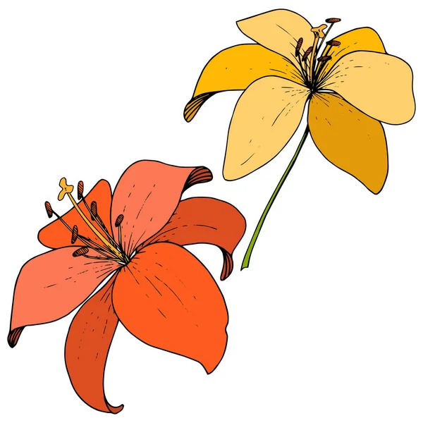 Vector Flor botánica de lirio amarillo y rojo. Tinta grabada sobre fondo blanco. Elemento de ilustración de lilium aislado . — Archivo Imágenes Vectoriales