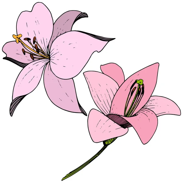 Vektör pembe Lily botanik çiçek. Beyaz arka plan üzerinde oyulmuş mürekkep sanat. İzole lilyum illüstrasyon öğesi. — Stok Vektör