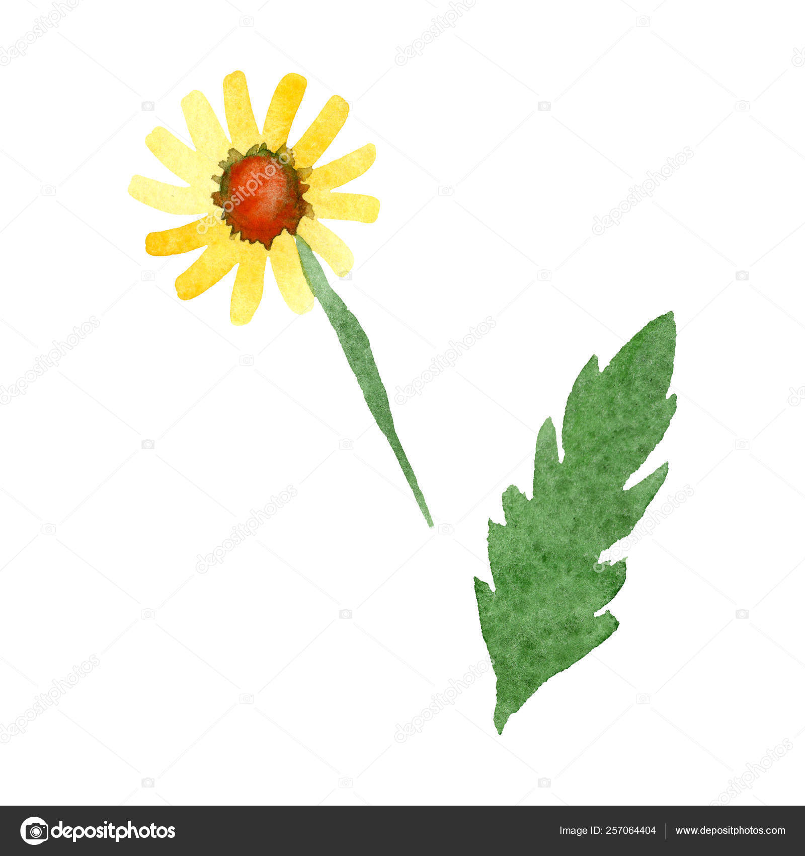 Yellow Daisy Floral Botanical Flower Watercolor Background Illustration Set Isolated Daisybushes Illustration Element Stock Photo C Mystocks