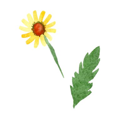 Sarı papatya botanik çiçek. Suluboya arka plan illüstrasyon küme. İzole daisybushes illüstrasyon öğesi.
