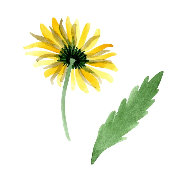 Жовта ромашкова квіткова ботанічна квітка. Набір ілюстрацій для акварельного фону. Ізольований елемент ілюстрації . — стокове фото