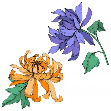 Vektör mavi ve turuncu krizantem çiçek botanik çiçekler. Kazınmış mürekkep sanatı. İzole çiçek illüstrasyon eleman.