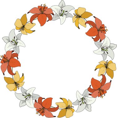 Vektör Lily botanik çiçek. Vahşi bahar yaprak izole kır çiçeği. Oyulmuş mürekkep sanat. Çerçeve kenarlığı süsleme Meydanı.