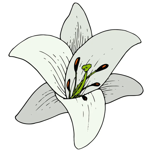 Vektor vit Lilja blommig botanisk blomma. Graverad bläck konst på vit bakgrund. Isolerat Lilium illustration element. — Stock vektor