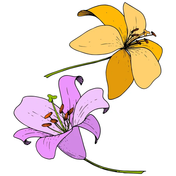 Vector Flor botánica floral de lirio amarillo y violeta. Arte de tinta grabada. Elemento de ilustración de lilium aislado . — Vector de stock