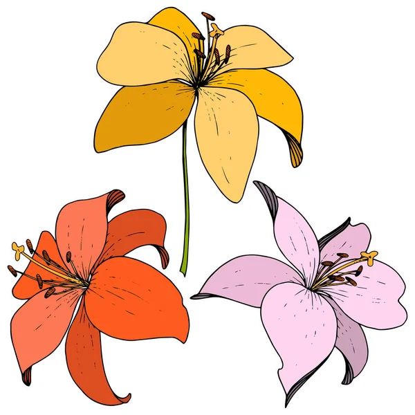 Векторный цветочный ботанический цветок Лили. Гравировка чернил на белом фоне. Изолированный элемент иллюстрации лилия . — стоковый вектор