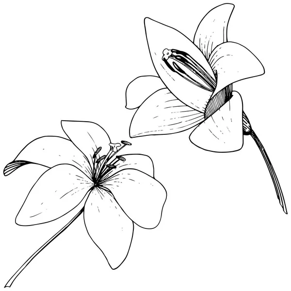 Vector Lily fleur botanique florale. Encre gravée sur fond blanc. Élément d'illustration isolé de lilium . — Image vectorielle