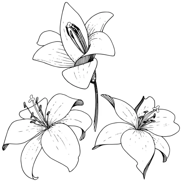 벡터 릴리 꽃 식물 꽃입니다. 흰색 바탕에 새겨진된 잉크 아트입니다. 절연된 나리속 그림 요소. — 스톡 벡터