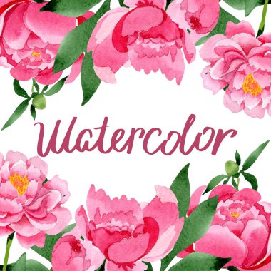 Pembe peony çiçek botanik çiçekler. Suluboya arka plan illüstrasyon küme. Çerçeve kenarlığı süsleme Meydanı.