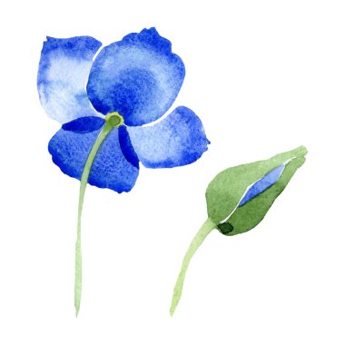 Mavi Haşhaş çiçek botanik çiçekler. Suluboya arka plan illüstrasyon küme. İzole haşhaş illüstrasyon öğesi.