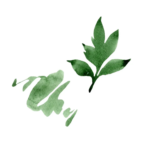 Peônia folhas verdes flor floral. Conjunto de ilustração de fundo aquarela. Peônias isoladas elemento ilustrativo . — Fotografia de Stock