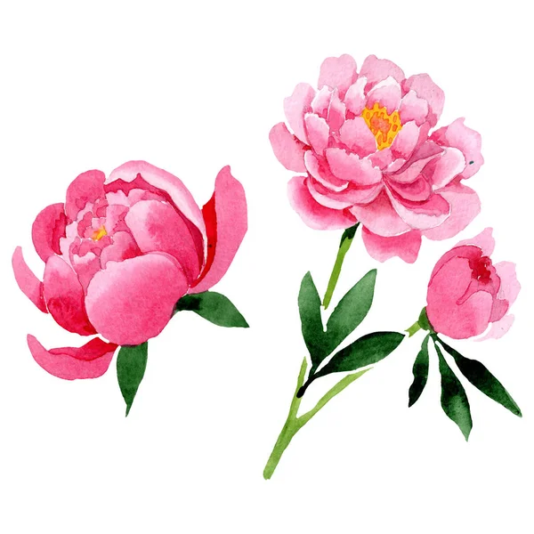 Fiori botanici floreali di peonia rosa. Acquerello sfondo illustrazione set. Peonie isolate elemento illustrativo . — Foto Stock