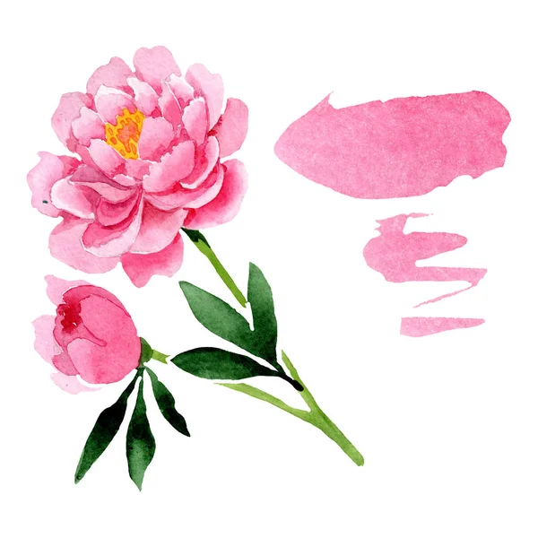 Różowa piwonia kwiat kwiatowy botanicznych. Zestaw ilustracji tle akwarela. Element ilustracja na białym tle piwonie. — Zdjęcie stockowe